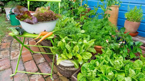 Growing vegetables in pots: everything you need to know | Gardeningetc