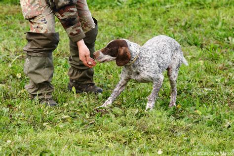 Private truffle hunting tours in Italy - Luxury Italy tours - luxury ...