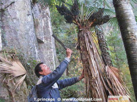 Trachycarpus princeps seeds ready