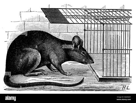 House rat on a rat trap Stock Photo - Alamy