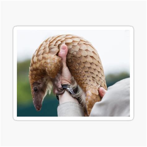 "pangolin lover, save the pangolins, endangered pangolin- pangolin ...