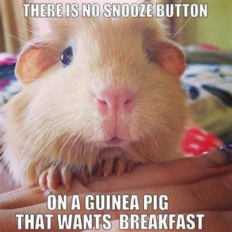 42 best Guinea Pig Meme Board images on Pinterest | Guinea pigs, Pigs ...