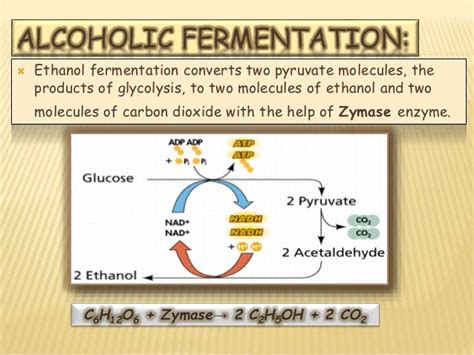 Aerobic and Anaerobic Fermentation