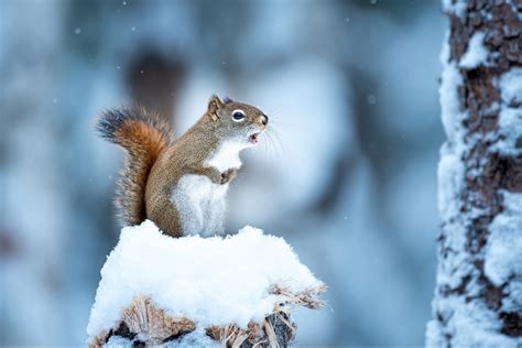 How Squirrels Survive the Snow-Covered Months | JP Pest Services