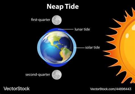 Diagram showing neap tides Royalty Free Vector Image