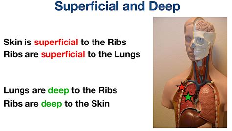 Anatomical Position and Directional Terms: Definitions, Example Labeled ...