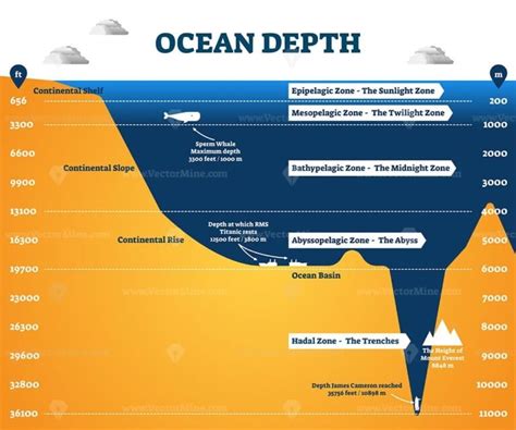 Ocean depth zones infographic, vector illustration labeled diagram ...