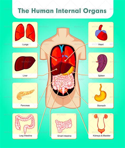 Diagram Of The Human Body And Internal Organs Diagram Of The