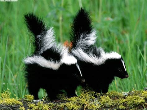 Skunk