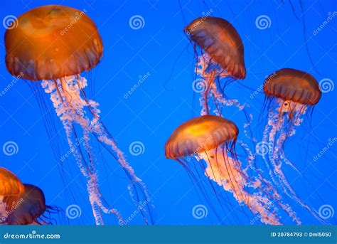 Chrysaora Fuscescens Jellyfish Stock Photos - Image: 20784793