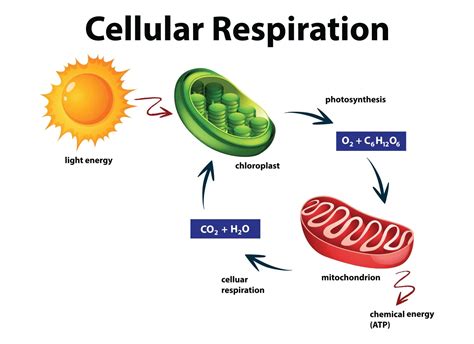 Cellular Respiration - Know Definition, Types, Equation and Site