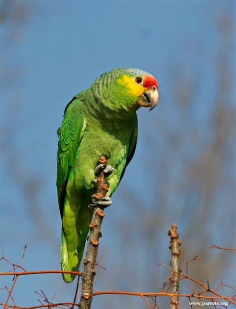 Parrot Encyclopedia | Red-lored Amazon | World Parrot Trust