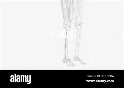 The tibial nerve branches off from the sciatic nerve Stock Video ...