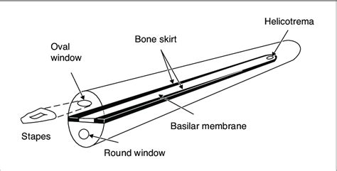 2: A simplification of the cochlea. The stapes connect to the oval ...