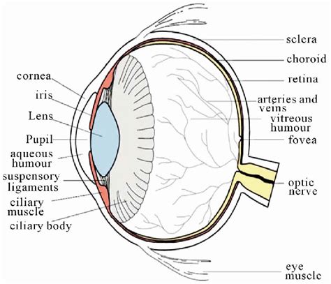 Cross sectional diagram of human eye [1]. | Download Scientific Diagram