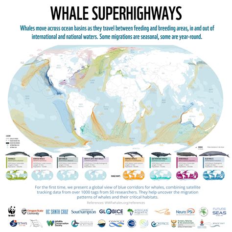 Whale Migration Routes Map