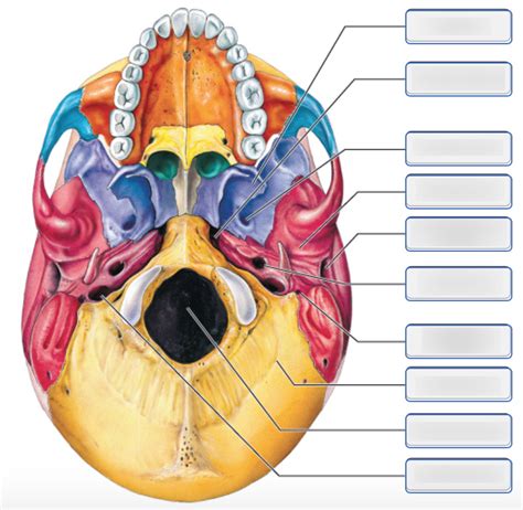 Bones of the Adult Skull, Inferior View Part 2 Diagram | Quizlet