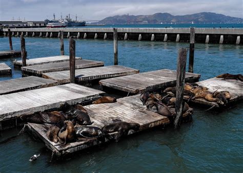 'Sea Lions of San Francisco' Poster, picture, metal print, paint by ...