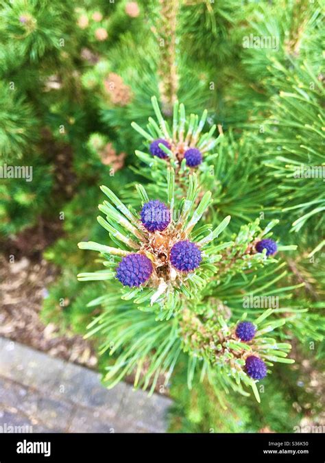 Purple evergreen cones hi-res stock photography and images - Alamy