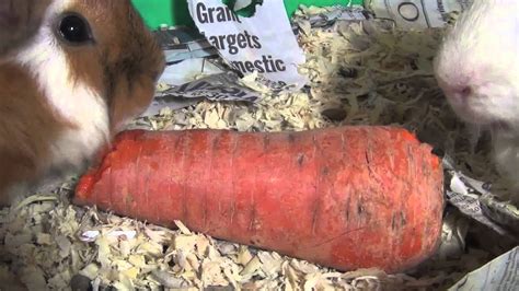 Guinea Pigs Noises, Fighting for Food, Eating Carrots - YouTube