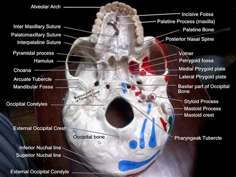 Anatomy Made Easy : Inferior View Of The Skull