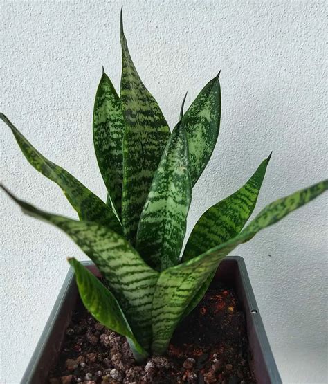 Snake Plant Moonshine – Growing & Care Tips - Plantglossary