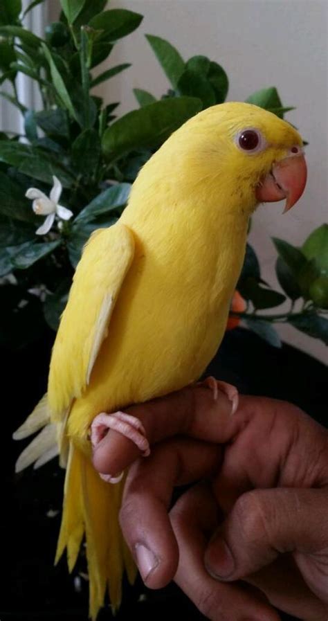 Handreared Tame Baby Lutino/Yellow Indian Ringneck Parrot. | in Saltley ...