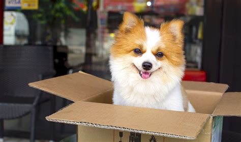 Best Dog Food Delivery Service: Here Is Our #1 Pick in the U.S.