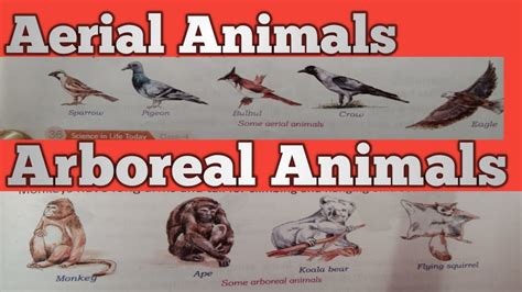 Top 143 + Aerial animals chart with names - Inoticia.net