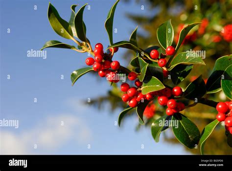 Common Holly Berries (llex aquifolium Stock Photo - Alamy