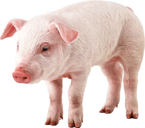 Pig PNG Image - PurePNG | Free transparent CC0 PNG Image Library