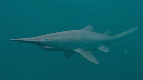 Goblin Shark Facts & Information Guide - American Oceans