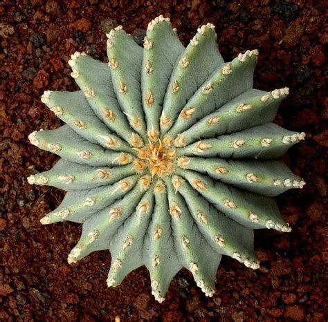 1000+ images about Succulents and Desert Plants on Pinterest