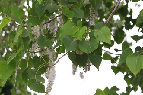 How to Identify Cottonwood Trees