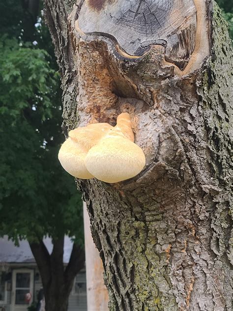 What fungus is this growing in my tree? Is it harmful to the tree? : r ...