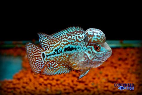 Flowerhorn Cichlid - Your Complete Guide - [Updated for 2023]