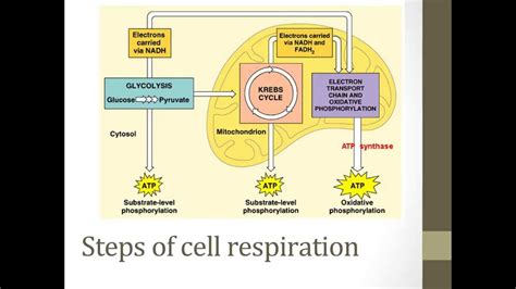 Stages of cellular respiration - YouTube