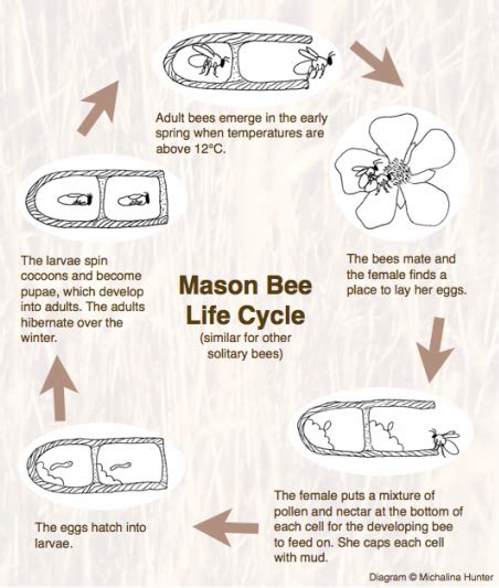 Fall Care for Mason Bees - Green Bee Honey