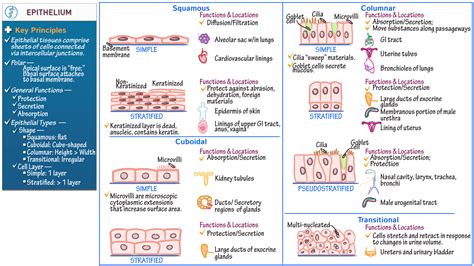 Epithelial Tissue Membrane Types And Functions Anatomy