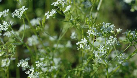 Chervil - Herb - How to grow chervil in the garden