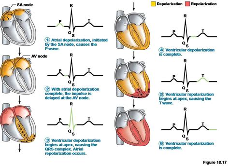 3. Heart Physiology at Tarrant County College - StudyBlue