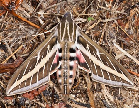 White Lined Sphinx Moth: Identification, Life Cycle, Facts & Pictures