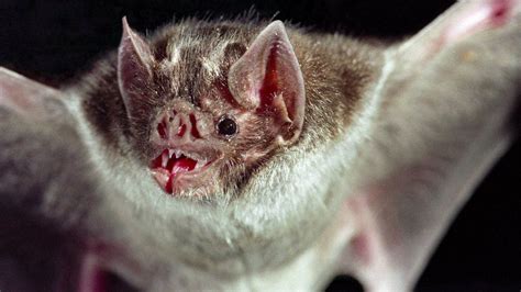 Vampire bats: Scientists work out why they love blood - BBC Newsround