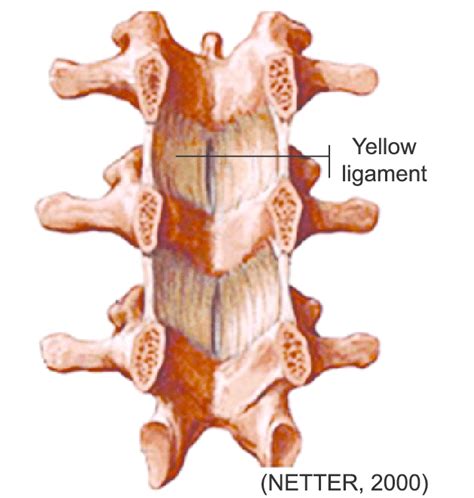 Ligamentum Flavum Anatomy - Human Anatomy