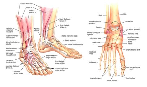 Foot Tendon Anatomy Diagram