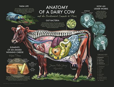 "Anatomy of a Dairy Cow" Poster - WNW