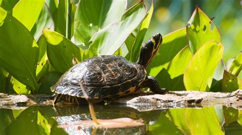 What Are The Best Plants For Turtle Pond? [20 Choices] – The Turtle Hub