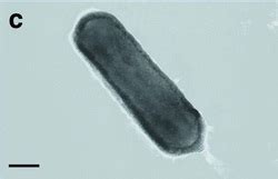 Crenarchaea and Crenarchaeota - Classifying Living Organisms