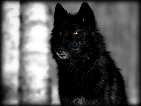 Black Wolf Wallpapers - Top Free Black Wolf Backgrounds - WallpaperAccess