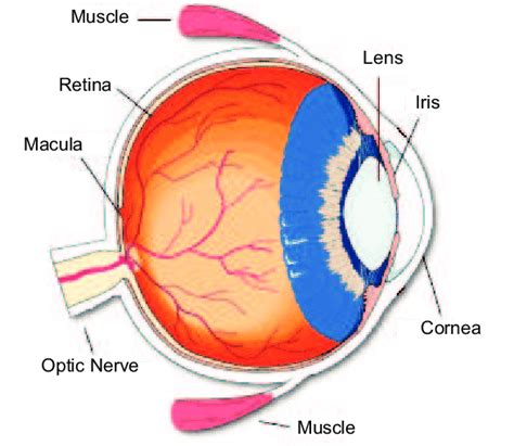 1: Schematic diagram of the human eye. | Download Scientific Diagram